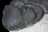 Bargain, Austerops Trilobite - Morocco #68758-4